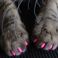 Nail Caps Nakładki na pazury zapobiegające drapaniu dla kota 20szt - Niebieskie