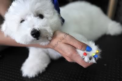 Nail Caps Nakładki na pazury zapobiegające drapaniu dla psa 20szt - Niebieskie