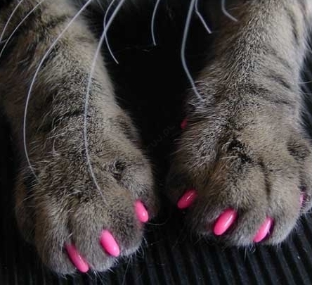Nail Caps Nakładki na pazury zapobiegające drapaniu dla kota 20szt - Różowe
